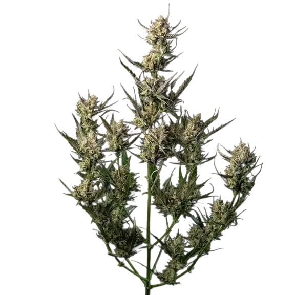OG Kush – Produktansicht