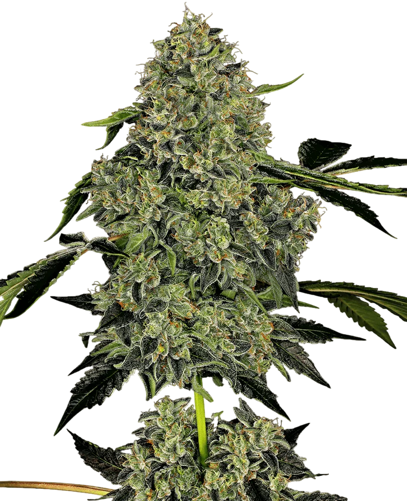 OG Kush Auto – Produktansicht