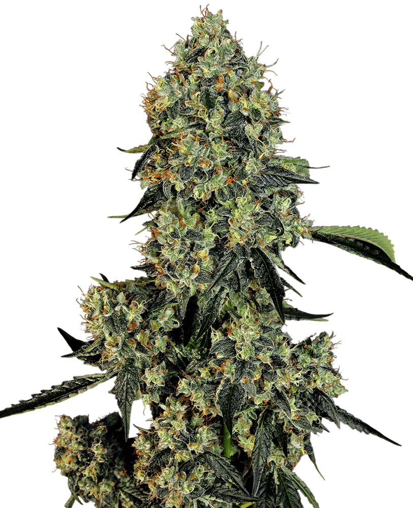OG Kush – Produktansicht
