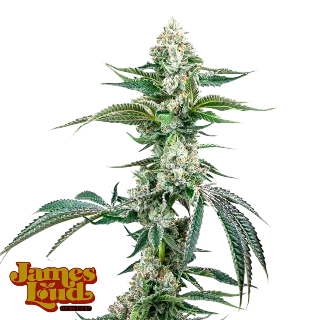 OG Kush F4 IBL Auto – Produktansicht