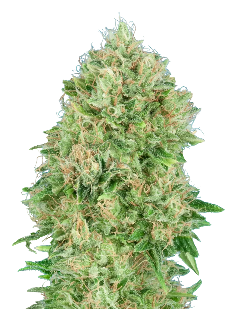 OG Kush SFV – Produktansicht