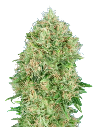 OG Kush SFV