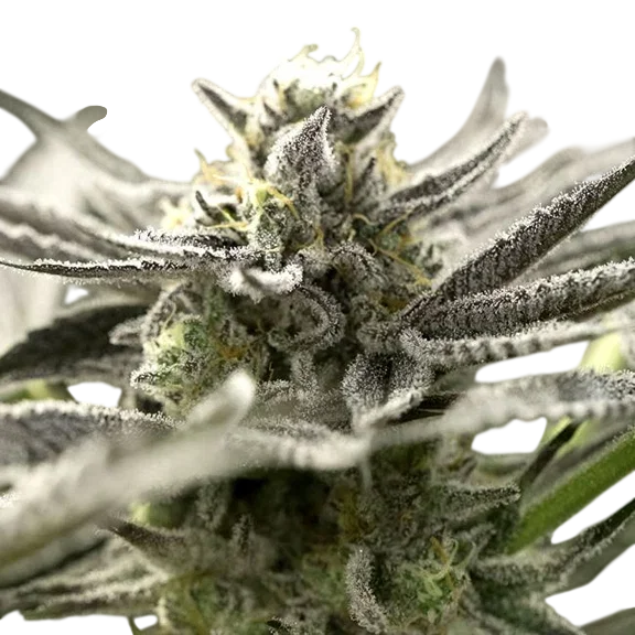 OGKZ Auto – Produktansicht
