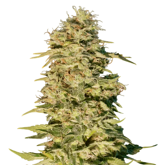 OG Lemon Bilbo – Produktansicht