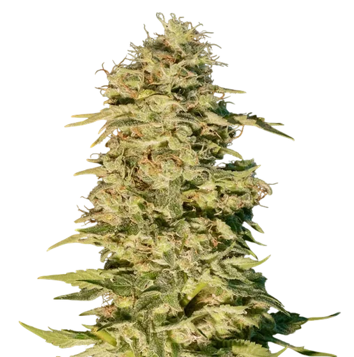 OG Lemon Bilbo