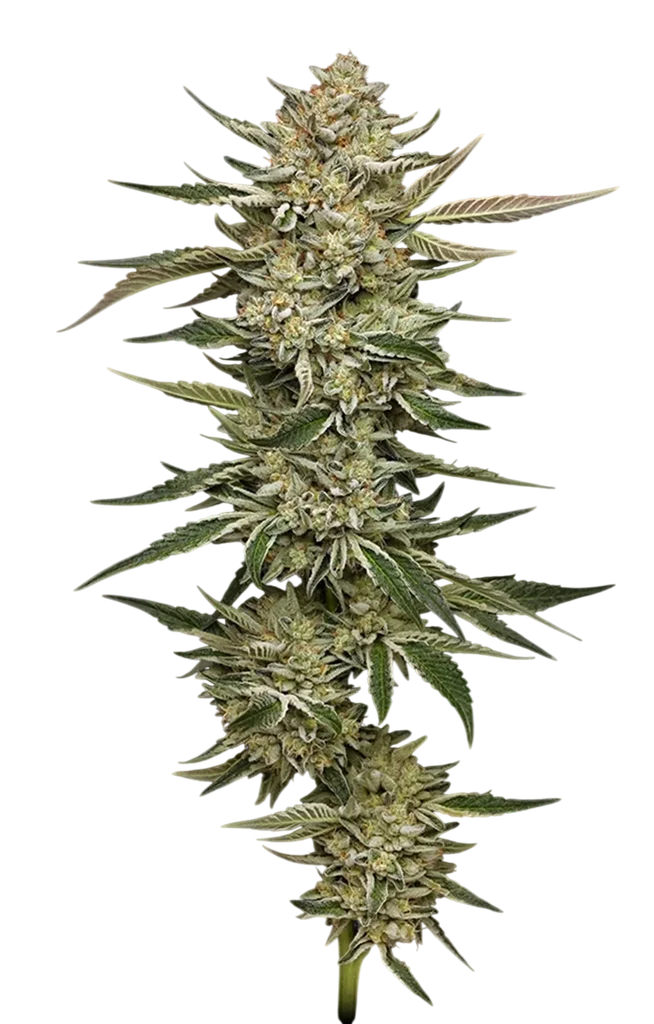 OG Triploid Auto – Produktansicht