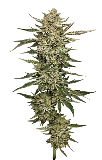 OG Triploid Auto