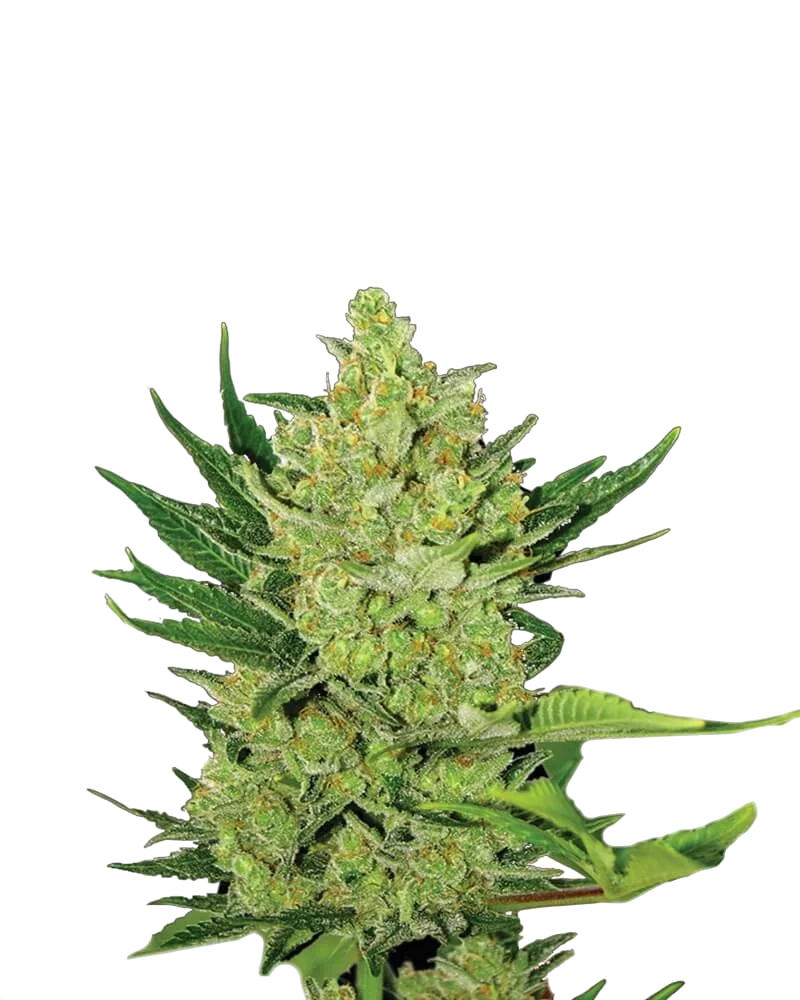 Big Bud Auto | AUTOFEM | Nirvana Seeds