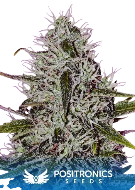 One Love Haze – Produktansicht