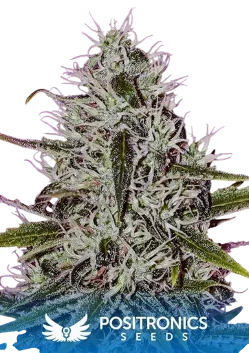One Love Haze