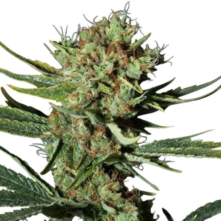 Only CBD – Produktansicht