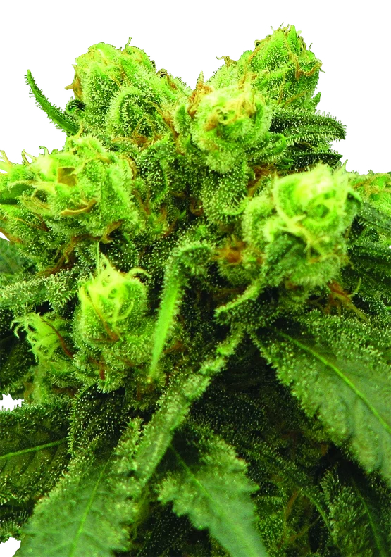 Big Bud – Produktansicht