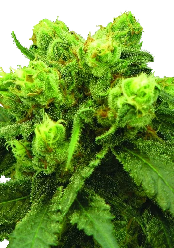 Big Bud