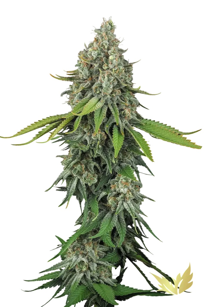 Opium – Produktansicht