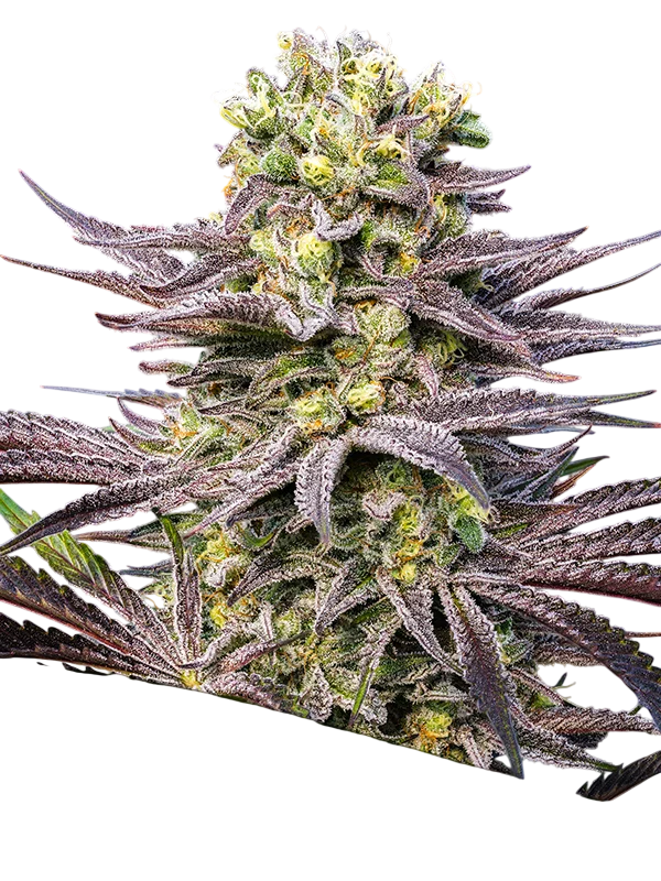 Oracle Octane | PHOTOFEM | Anesia Seeds