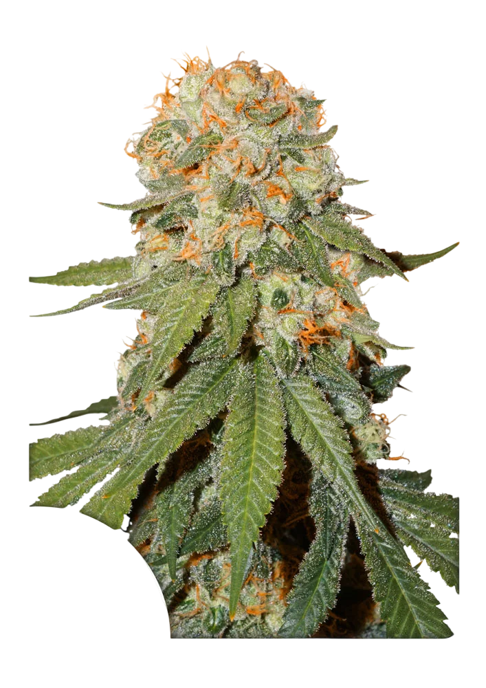 Orange Bud – Produktansicht