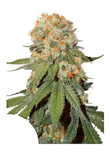Orange Bud | PHOTOFEM | Dutch Passion