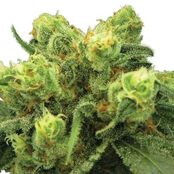 Big Bud | PHOTOFEM | Nirvana Seeds