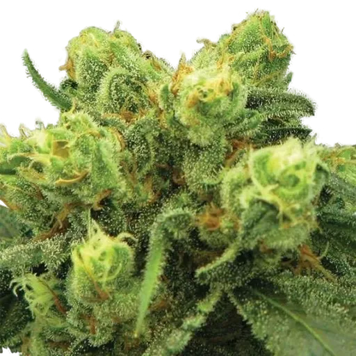 Big Bud