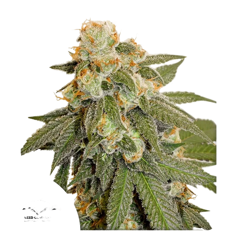 Orange Bud Auto – Produktansicht
