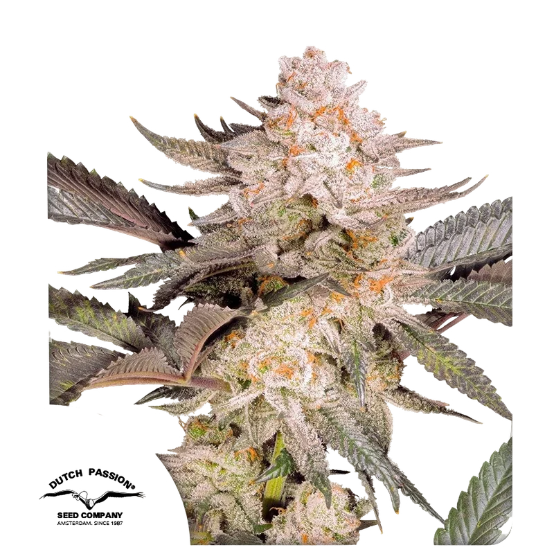 Orange Bud 2.0 – Produktansicht