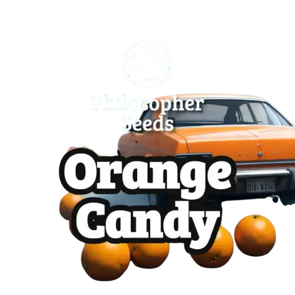 Orange Candy – Produktansicht