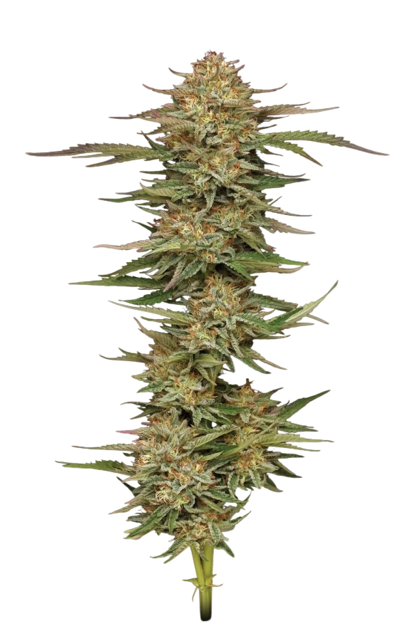 Orange Creampop | PHOTOFEM | Humboldt Seed Co.