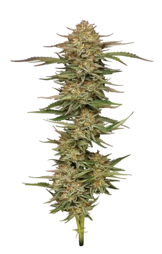 Orange Creampop