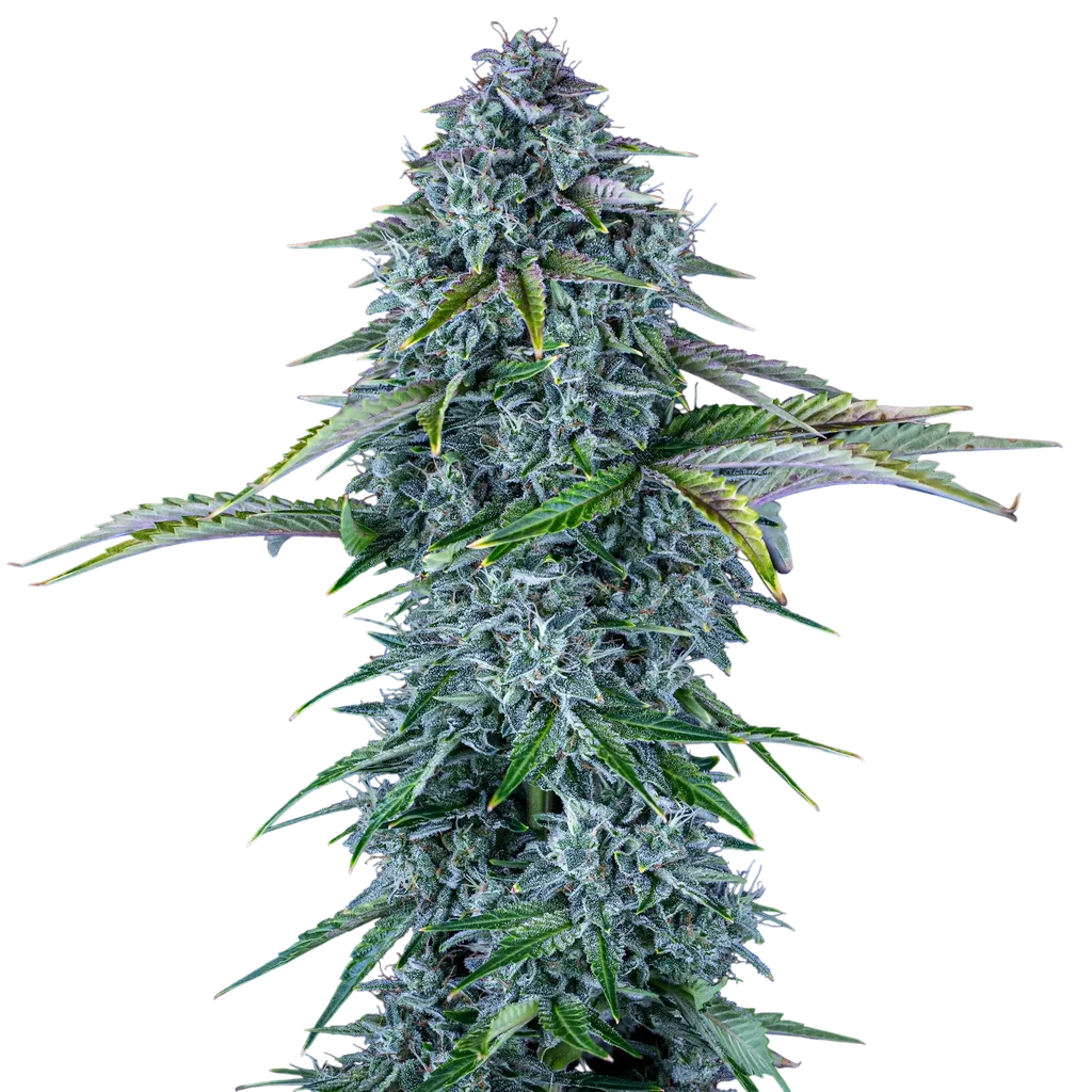 Orange Diesel Auto | AUTOFEM | Mephisto Genetics