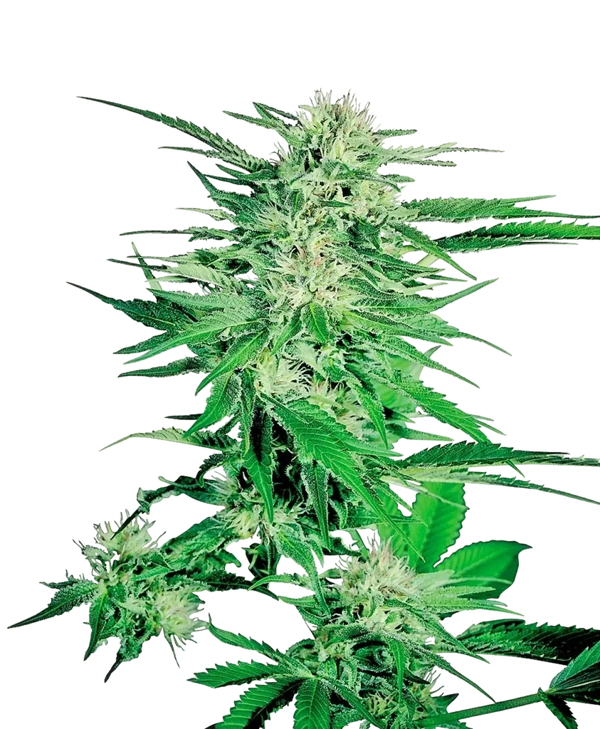 Big Bud | PHOTOREG | Sensi Seeds