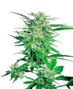 Big Bud | PHOTOREG | Sensi Seeds
