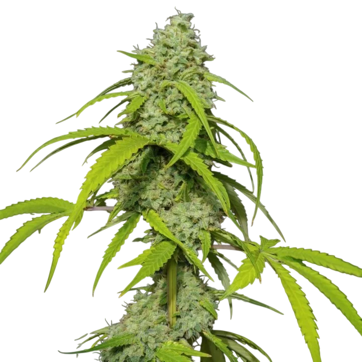 Orange Kush Auto – Produktansicht