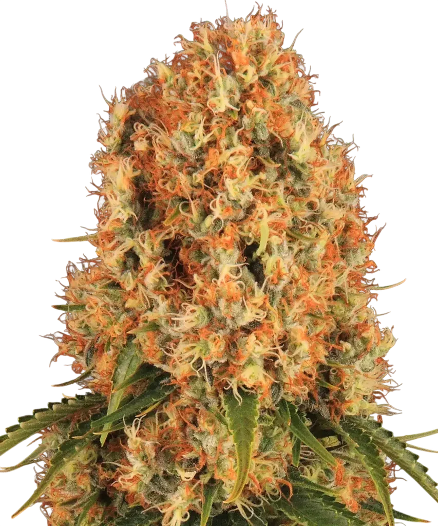 Orange Sherbert – Produktansicht