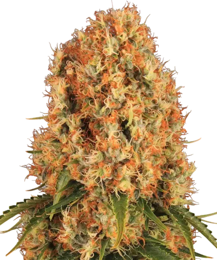 Orange Sherbert