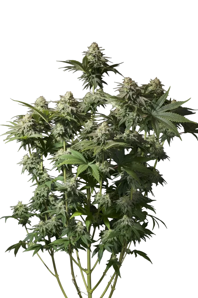 Orange Sherbet FAST | PHOTOFEM | Fast Buds
