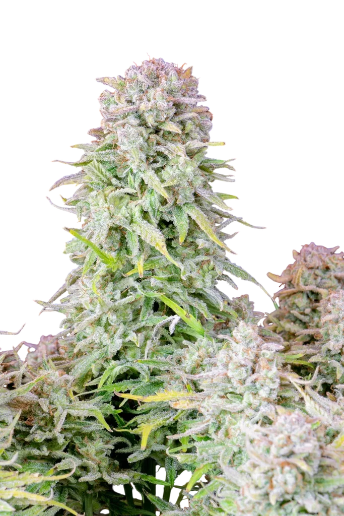 Original Afghan Kush Auto – Produktansicht
