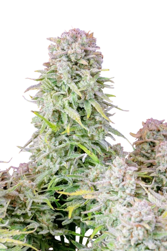 Original Afghan Kush Auto