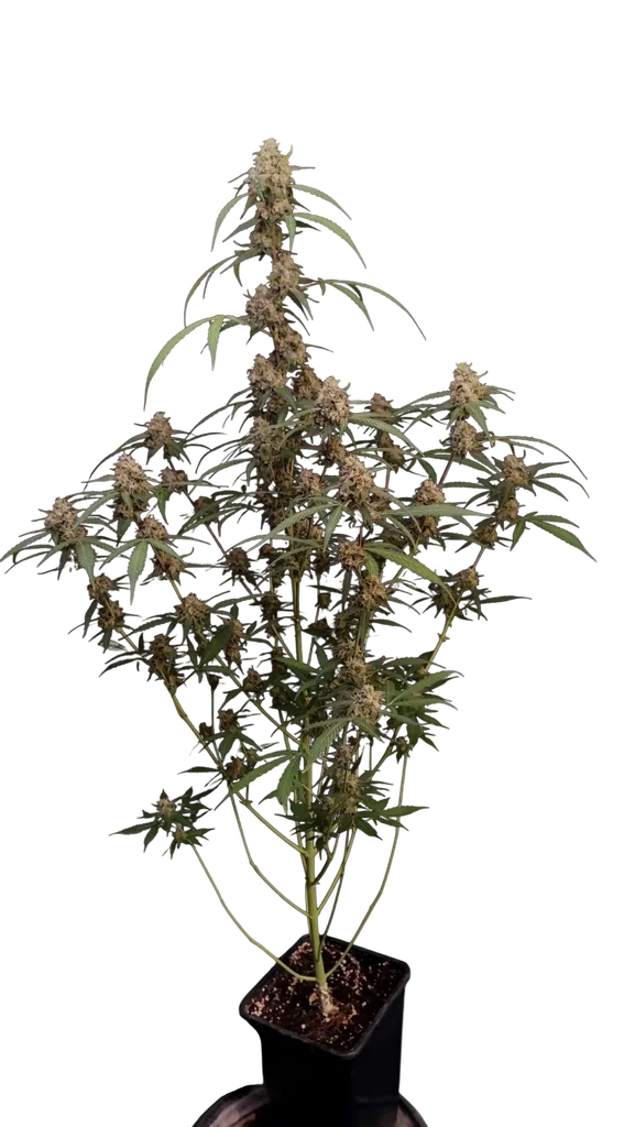 Original AK Auto – Produktansicht