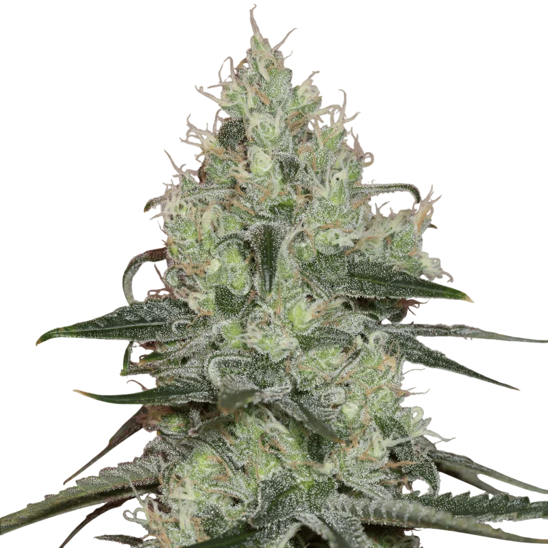 Original Amnesia – Produktansicht