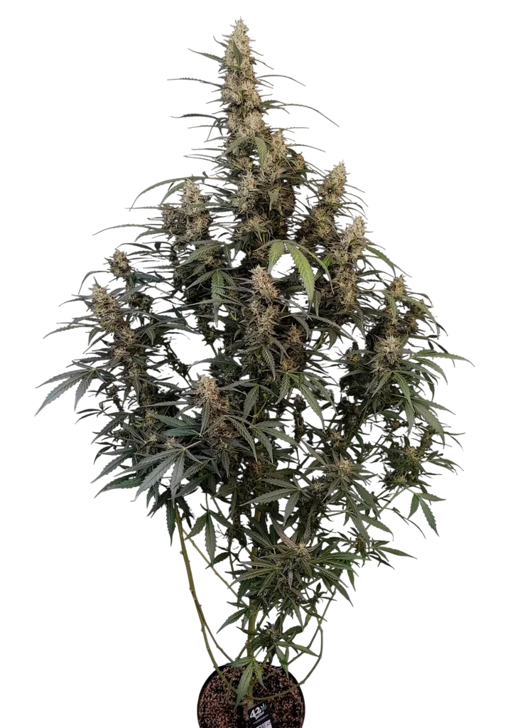 Original Amnesia Haze Auto – Produktansicht