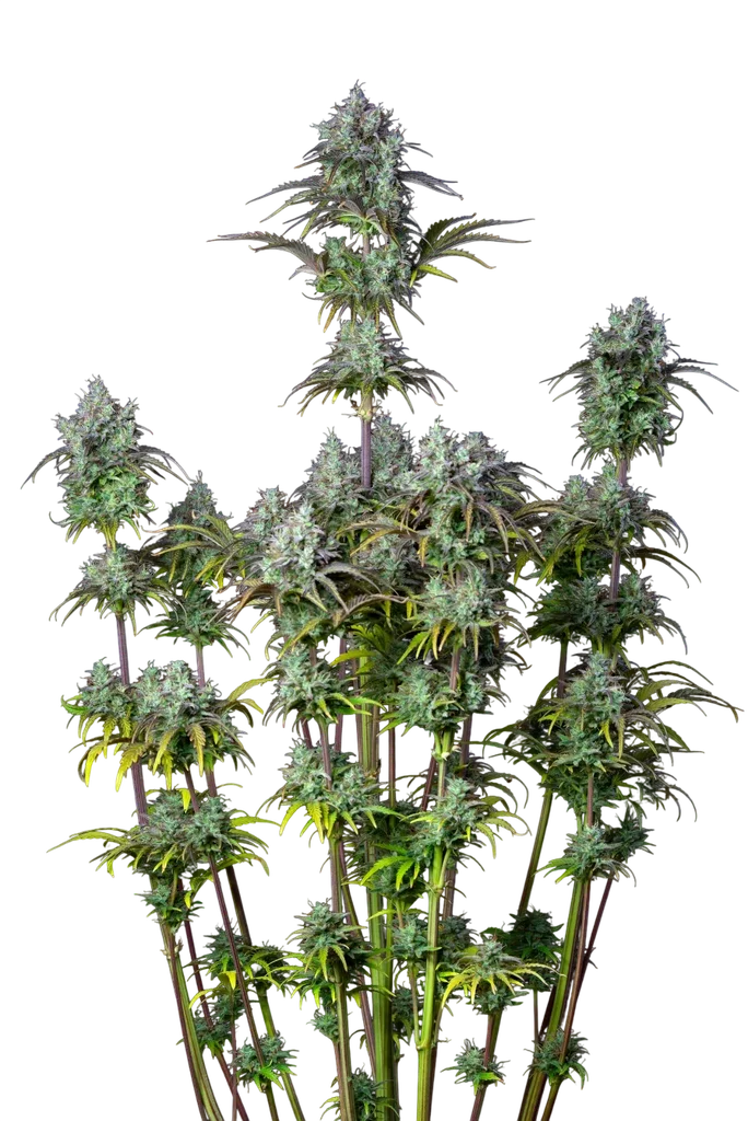 Original Big Bud Auto – Produktansicht