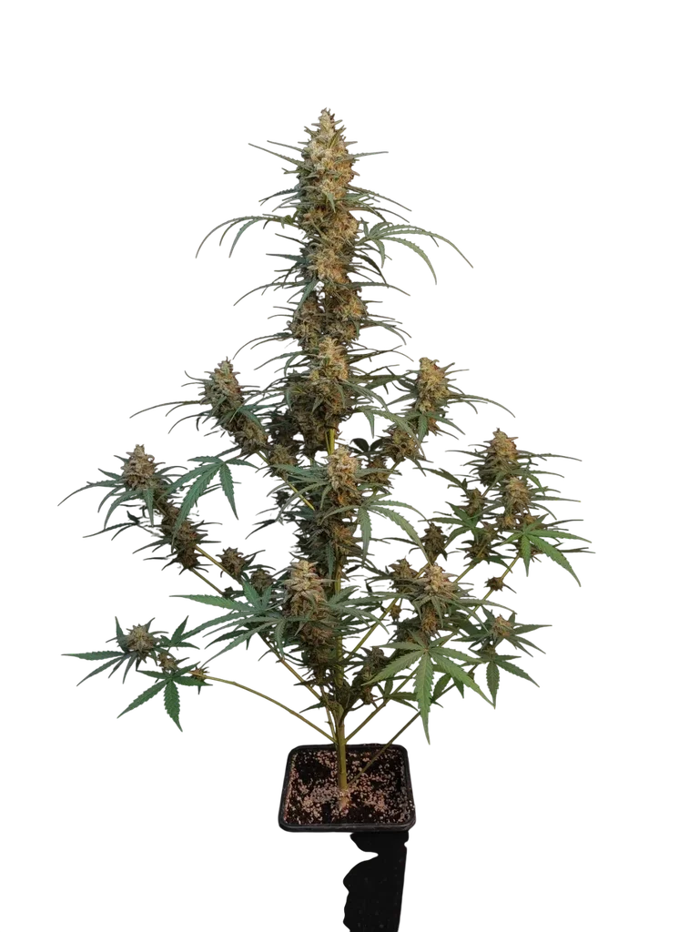 Original Chemdawg Auto – Produktansicht