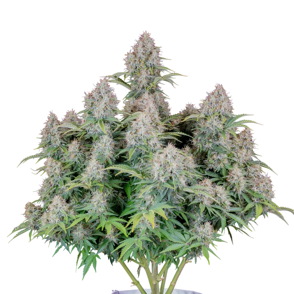 Original Cinderella Auto | AUTOFEM | Fast Buds