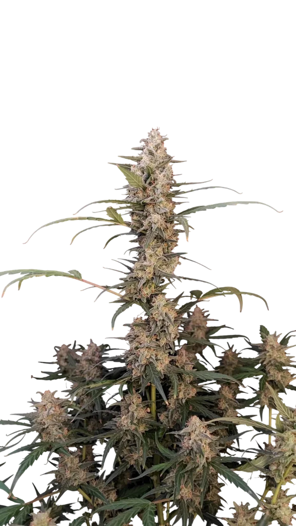 Original Critical Auto | AUTOFEM | Fast Buds
