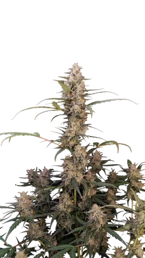 Original Critical Auto