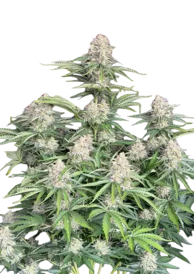Original Moby Dick Auto | AUTOFEM | Fast Buds