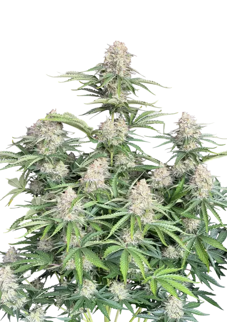 Original Moby Dick Auto – Produktansicht