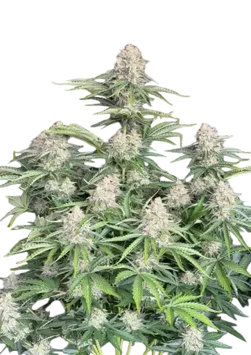 Original Moby Dick Auto