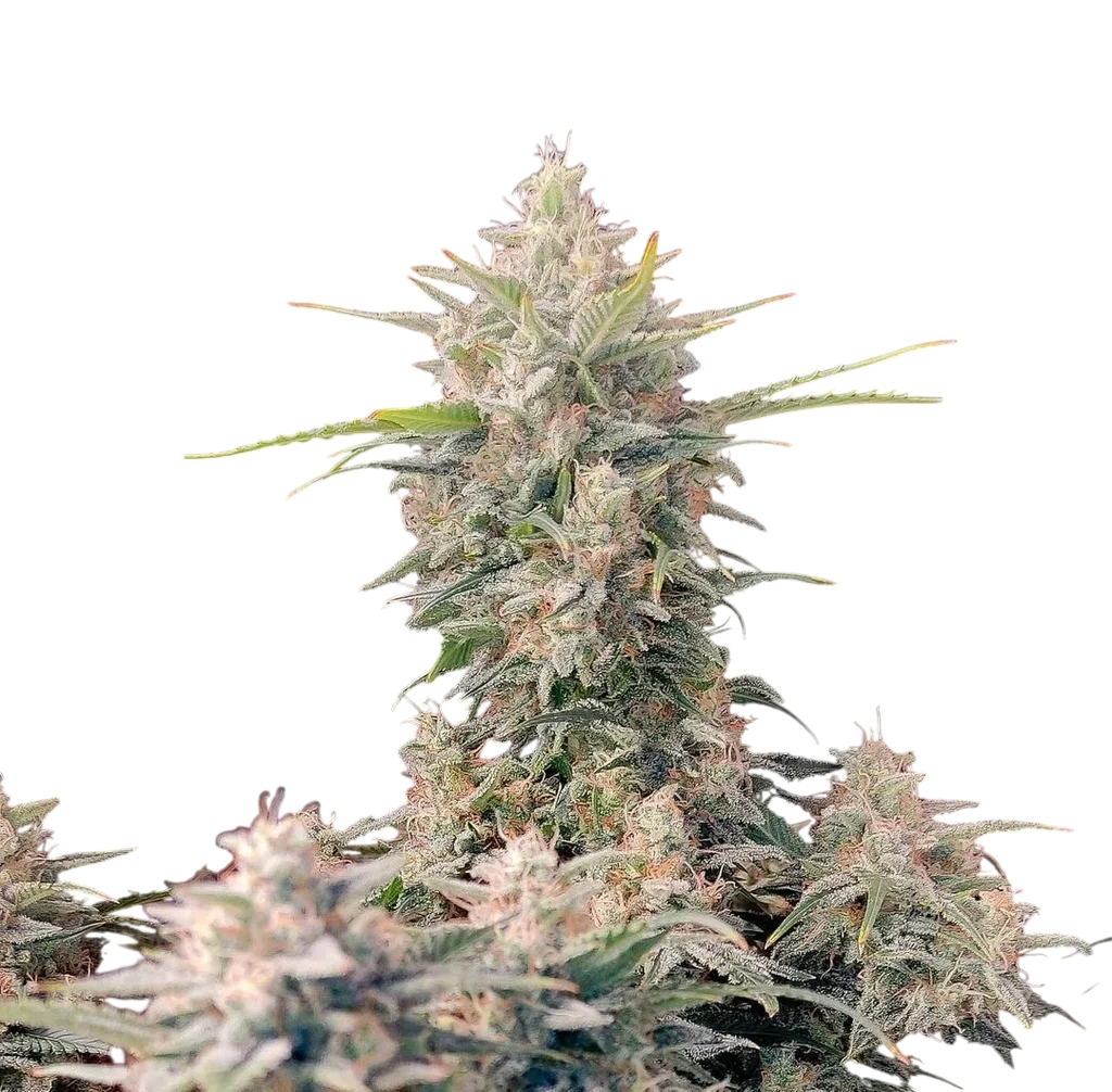 Original Skunk Auto – Produktansicht