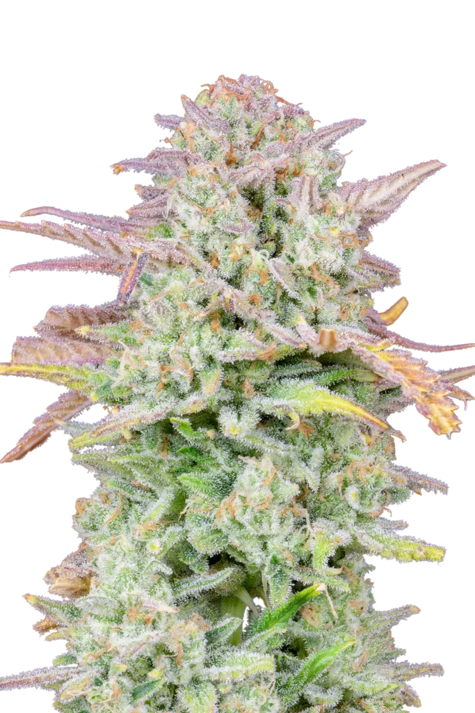 Original Trainwreck Auto | AUTOFEM | Fast Buds